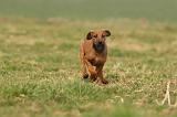 RODESIAN RIDGEBACK 159